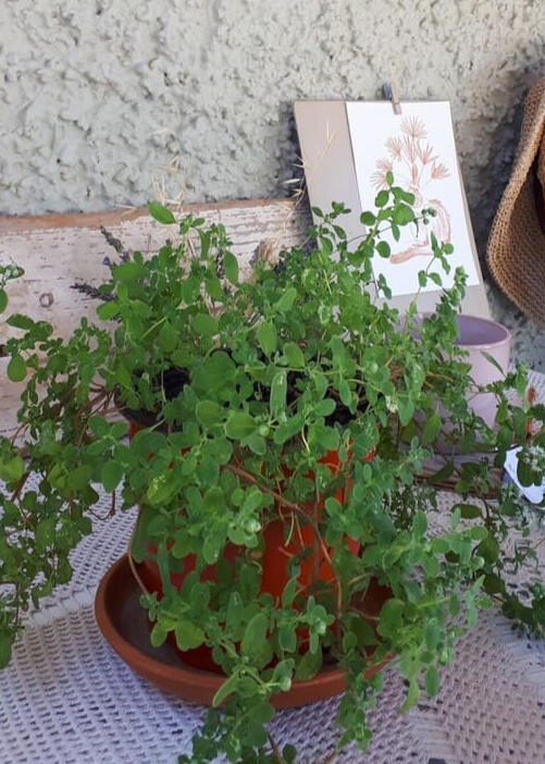 (Plant, illustration, and ceramic cup): A work-in-progress view of a fine-line cat illustration resting against the studio wall next to a small green plant and a ceramic cup